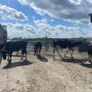 Friesian bulls Image 2