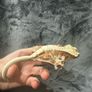 Crested gecko Image 8