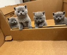 Cat Adoption