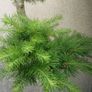 Japanese Larch Bonsai Image 2