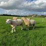 Rams Image 2