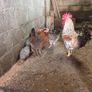 Fertile hatching eggs Image 6