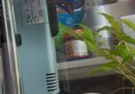 Siamese fighter fish