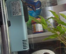 Siamese fighter fish