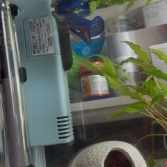 Siamese fighter fish