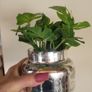 Artificial Plants in Ceramic Pots x7 Image 5
