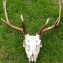 Real Naturally Fallow Deer Antlers On A Skull (trophy Taxidermy) Image 9