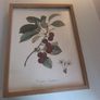 Frames botanical fruit prints (separately or as part of a set) Image 3