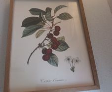 Botanical fruit prints with accompanying frames (can be sold separately or as part of a set)