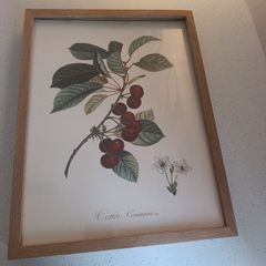 Botanical fruit prints with accompanying frames (can be sold separately or as part of a set)