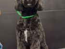 dog grooming Image 6