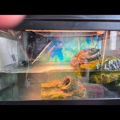 Turtle for adoption