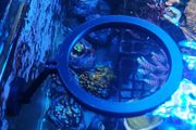 Magnetic Floating Fish Feeding Ring
