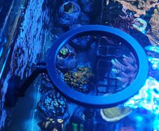 Magnetic Floating Fish Feeding Ring