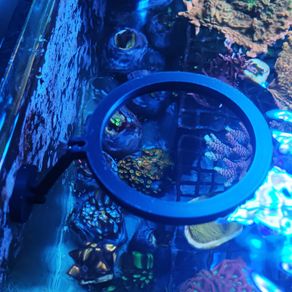 Magnetic Floating Fish Feeding Ring