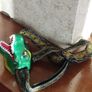T-Rex dinosaur headlamp. Image 2