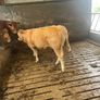 2 breeding  heifers Image 4
