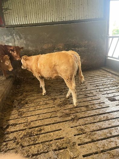 2 breeding  heifers