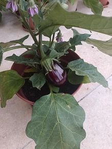 Aubergine plants