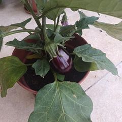 Aubergine plants