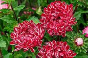 (A) Dwarf Aster Red Ribbon Seeds 0,2g (414086)
