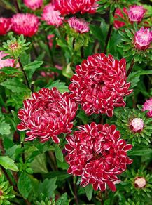 (A) Dwarf Aster Red Ribbon Seeds 0,2g (414086)