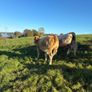 Heifers Image 5