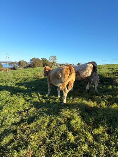 Heifers