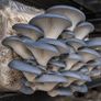 Mushroom Growing Kits and Live Mycelium Cultures Image 7