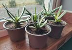Houseplant- Gasteria