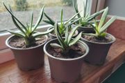Houseplant- Gasteria