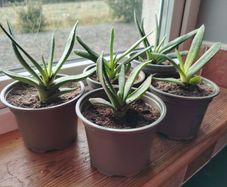Houseplant- Gasteria