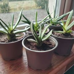 Houseplant- Gasteria
