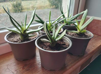 Houseplant- Gasteria