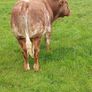 hybrid weanling bulls x PBR limousin cows Image 2