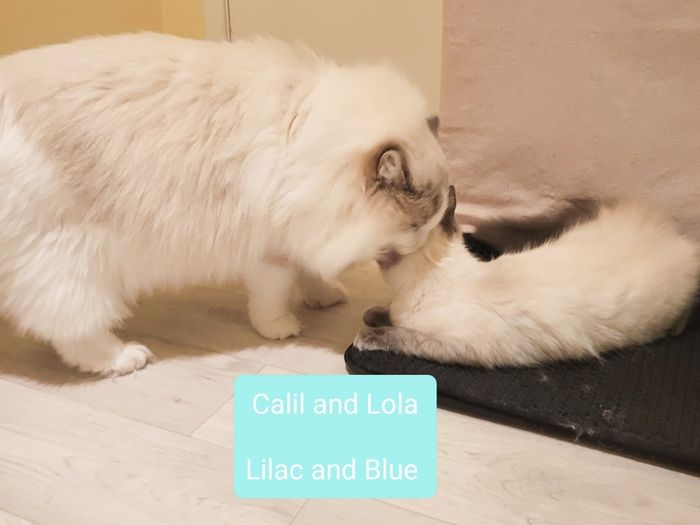 Foster Home Wanted for Sud Ragdoll Cat