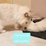 Foster Home Wanted for Sud Ragdoll Cat Image 2