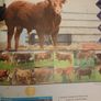 5 Pbr Bull Image 3