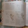 How to Draw Fairies & How to paint realistic Flowers Image 4