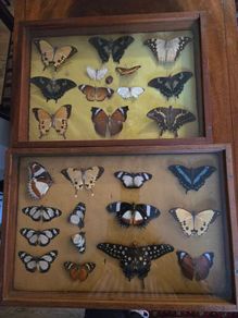 Real Butterflies in Frames - Antique French