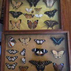 Real Butterflies in Frames - Antique French