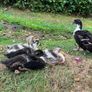 Ducks Image 8