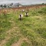 Lambs Image 5