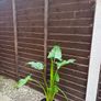 Flowers Calla Lily perennial Image 3