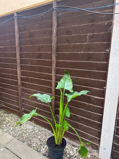 Flowers Calla Lily perennial