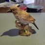 Bird ornament mistle thrush Image 2