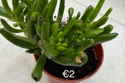 Indoor Plant
