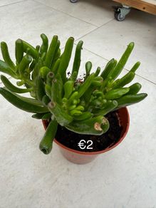 Indoor Plant