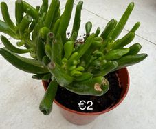 Indoor Plant