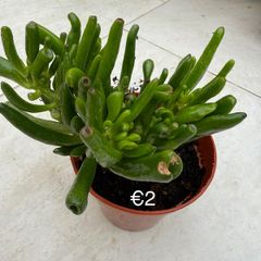 Indoor Plant